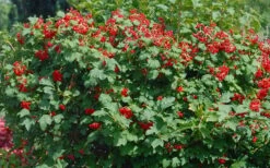 Dwarf European Cranberry Bush - 1 Gallon Pot -Flora Bloom Shop viburnum opulus compactum dwarf european cranberry bush 2 1
