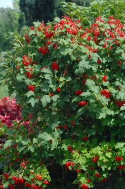 Dwarf European Cranberry Bush - 1 Gallon Pot -Flora Bloom Shop viburnum opulus compactum dwarf european cranberry bush 3 1