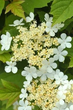 Dwarf European Cranberry Bush - 5 Gallon Pot -Flora Bloom Shop viburnum opulus compactum dwarf european cranberry bush 4
