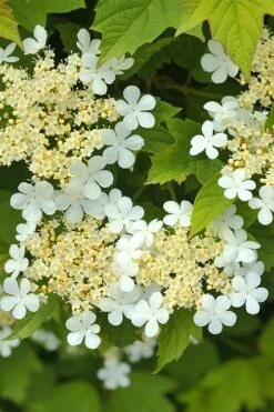 Dwarf European Cranberry Bush - 1 Gallon Pot -Flora Bloom Shop viburnum opulus compactum dwarf european cranberry bush 5 1