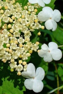 Dwarf European Cranberry Bush - 5 Gallon Pot -Flora Bloom Shop viburnum opulus compactum dwarf european cranberry bush 7