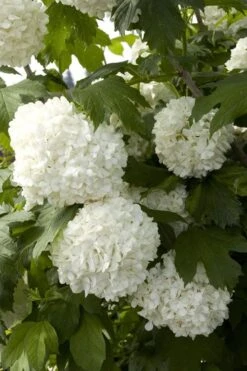 Eastern Snowball Viburnum Bush - 1 Gallon Pot -Flora Bloom Shop viburnum opulus sterile eastern snowball 2