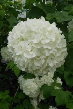 Eastern Snowball Viburnum Bush - 3 Gallon Pot -Flora Bloom Shop viburnum opulus sterile eastern snowball 3 1