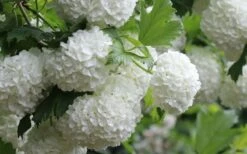 Eastern Snowball Viburnum Bush - 3 Gallon Pot -Flora Bloom Shop viburnum opulus sterile eastern snowball 4 1