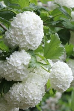 Eastern Snowball Viburnum Bush - 1 Gallon Pot -Flora Bloom Shop viburnum opulus sterile eastern snowball 5