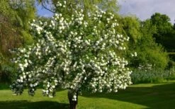 Eastern Snowball Viburnum Bush - 3 Gallon Pot -Flora Bloom Shop viburnum opulus sterile eastern snowball 9 1