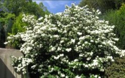 Japanese Snowball Bush (Viburnum Plicatum) - 2 Gallon Pot -Flora Bloom Shop viburnum plicatum japanese snowball bush flowers 15