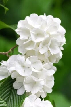 Japanese Snowball Bush (Viburnum Plicatum) - 2 Gallon Pot -Flora Bloom Shop viburnum plicatum japanese snowball flowers 10