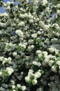 Japanese Snowball Bush (Viburnum Plicatum) - 2 Gallon Pot -Flora Bloom Shop viburnum plicatum japanese snowball flowers 15