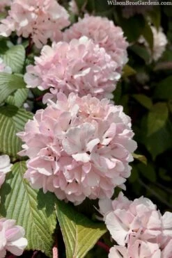 Kern's Pink Snowball Viburnum Bush - 2 Gallon Pot 10 Kern's Pink Snowball Viburnum Bush - 2 Gallon Pot -Flora Bloom Shop viburnum plicatum kerns pink snowball 3