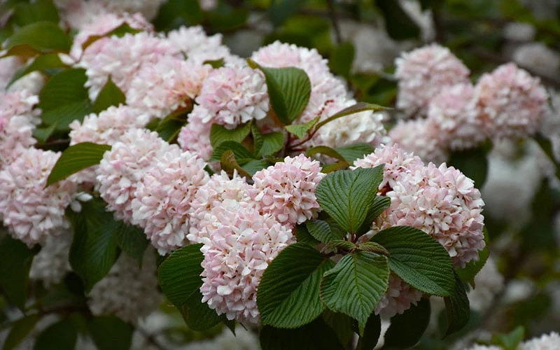 Kern's Pink Snowball Viburnum Bush - 2 Gallon Pot 6 Kern's Pink Snowball Viburnum Bush - 2 Gallon Pot - Image 6