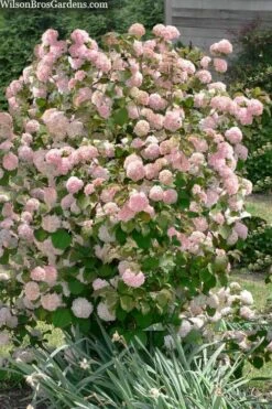 Kern's Pink Snowball Viburnum Bush - 2 Gallon Pot 9 Kern's Pink Snowball Viburnum Bush - 2 Gallon Pot -Flora Bloom Shop viburnum plicatum kerns pink snowball 9