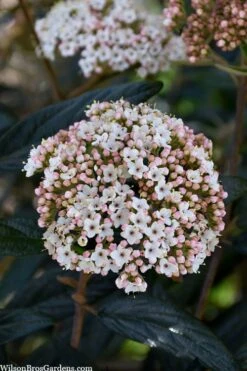 Prague Viburnum - 3 Gallon Pot -Flora Bloom Shop viburnum pragense prague 2 2