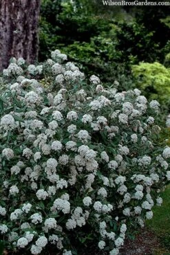 Prague Viburnum - 1 Gallon Pot 11 Prague Viburnum - 1 Gallon Pot -Flora Bloom Shop viburnum pragense prague 4 1
