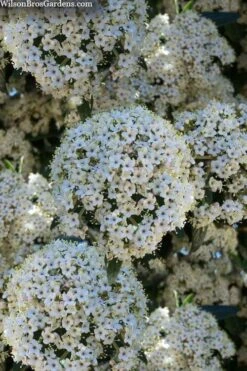 Prague Viburnum - 3 Gallon Pot -Flora Bloom Shop viburnum pragense prague 5 2