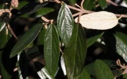 Prague Viburnum - 1 Gallon Pot 15 Prague Viburnum - 1 Gallon Pot -Flora Bloom Shop viburnum pragense prague 7 1