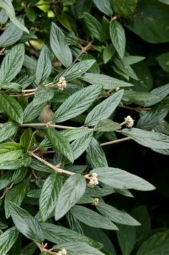 Prague Viburnum - 1 Gallon Pot 14 Prague Viburnum - 1 Gallon Pot -Flora Bloom Shop viburnum pragense prague 9 1