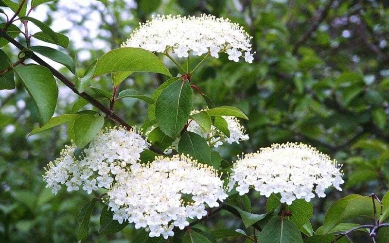 Blackhaw Viburnum - 2 Gallon Pot 6 Blackhaw Viburnum - 2 Gallon Pot - Image 6