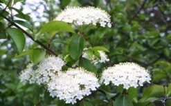 Blackhaw Viburnum - 3 Gallon Pot -Flora Bloom Shop viburnum prunifolium black haw 4