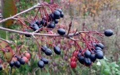 Blackhaw Viburnum - 2 Gallon Pot 12 Blackhaw Viburnum - 2 Gallon Pot -Flora Bloom Shop viburnum prunifolium black haw 5 1
