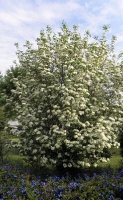 Blackhaw Viburnum - 2 Gallon Pot 11 Blackhaw Viburnum - 2 Gallon Pot -Flora Bloom Shop viburnum prunifolium black haw 7 1