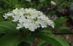 Blackhaw Viburnum - 2 Gallon Pot 15 Blackhaw Viburnum - 2 Gallon Pot -Flora Bloom Shop viburnum prunifolium black haw 9 1