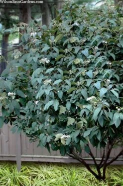 Alleghany Viburnum - 1 Gallon Pot -Flora Bloom Shop viburnum rhytidophylloides alleghany 3