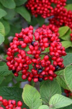 Alleghany Viburnum - 1 Gallon Pot -Flora Bloom Shop viburnum rhytidophylloides alleghany 4