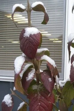 Red Balloon Viburnum - 3 Gallon Pot -Flora Bloom Shop viburnum rhytidophylloides red balloon 4