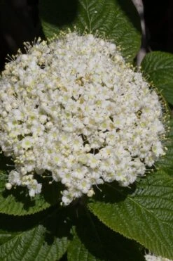 Red Balloon Viburnum - 3 Gallon Pot -Flora Bloom Shop viburnum rhytidophylloides red balloon 5
