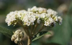 Willowwood Viburnum - 3 Gallon Pot -Flora Bloom Shop viburnum rhytidophylloides willowwood 2