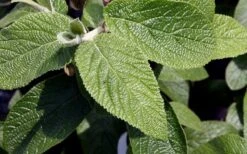 Willowwood Viburnum - 3 Gallon Pot -Flora Bloom Shop viburnum rhytidophylloides willowwood 3