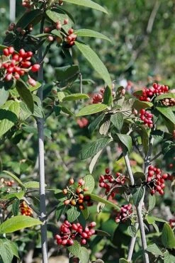 Willowwood Viburnum - 3 Gallon Pot -Flora Bloom Shop viburnum rhytidophylloides willowwood 5