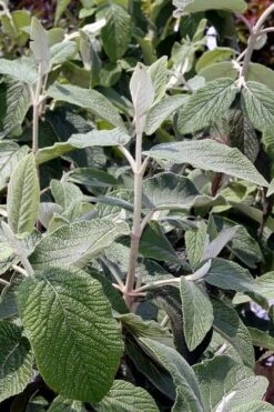 Willowwood Viburnum - 3 Gallon Pot -Flora Bloom Shop viburnum rhytidophylloides willowwood 6