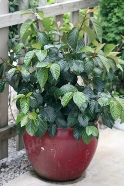Shiny Dancer Viburnum - 2 Gallon Pot -Flora Bloom Shop viburnum shiny dancer 26