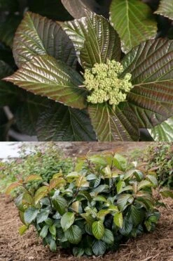 Shiny Dancer Viburnum - 2 Gallon Pot -Flora Bloom Shop viburnum shiny dancer 27