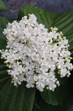 Shiny Dancer Viburnum - 2 Gallon Pot -Flora Bloom Shop viburnum shiny dancer 4 500x750 1