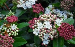 Spring Bouquet Viburnum - 6 Pack Of 1 Gallon Pots 12 Spring Bouquet Viburnum - 6 Pack Of 1 Gallon Pots -Flora Bloom Shop viburnum spring bouquet 800x500 1