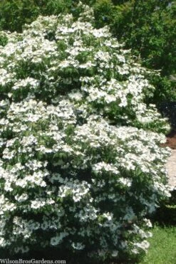 Summer Snowflake Viburnum - 1 Gallon Pot -Flora Bloom Shop viburnum summer snowflake 102
