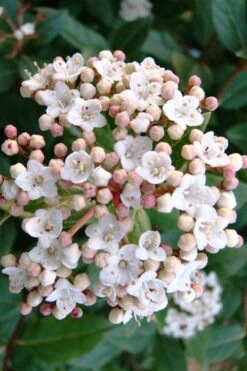 Spring Bouquet Viburnum - 6 Pack Of 1 Gallon Pots 10 Spring Bouquet Viburnum - 6 Pack Of 1 Gallon Pots -Flora Bloom Shop viburnum tinus spring bouquet 1