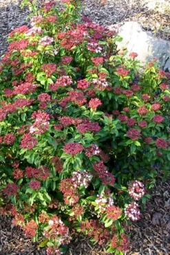 Spring Bouquet Viburnum - 3 Gallon Pot -Flora Bloom Shop viburnum tinus spring bouquet 2 2