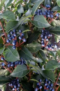 Spring Bouquet Viburnum - 6 Pack Of 1 Gallon Pots 13 Spring Bouquet Viburnum - 6 Pack Of 1 Gallon Pots -Flora Bloom Shop viburnum tinus spring bouquet 5