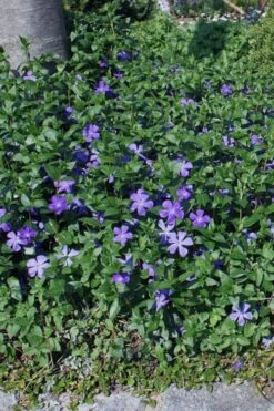 Bigleaf Periwinkle (Vinca Major) - 10 Pack Of Pint Pots -Flora Bloom Shop vinca major bigleaf periwinkle 10 1