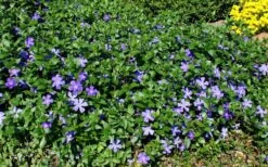 Bigleaf Periwinkle (Vinca Major) - 10 Pack Of Pint Pots -Flora Bloom Shop vinca major bigleaf periwinkle 11 1
