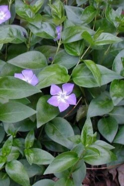 Bigleaf Periwinkle (Vinca Major) - 8 Pack Of 2.5" Pots -Flora Bloom Shop vinca major bigleaf periwinkle 12