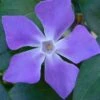 Bigleaf Periwinkle (Vinca Major) - 10 Pack Of Pint Pots