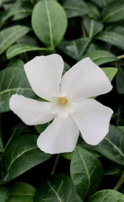 White Evergreen Periwinkle (Vinca Minor 'Alba') - 5 Pack Of Pint Pots -Flora Bloom Shop vinca minor alba white evergreen periwinkle 1