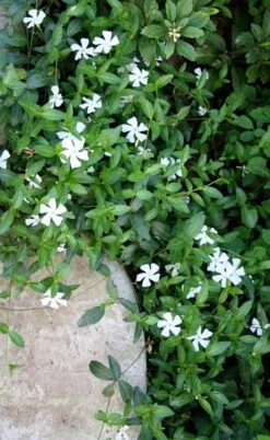 White Evergreen Periwinkle (Vinca Minor 'Alba') - 6 Pack Of Pint Pots -Flora Bloom Shop vinca minor alba white evergreen periwinkle 2 1