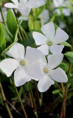 White Evergreen Periwinkle (Vinca Minor 'Alba') - 6 Pack Of Pint Pots