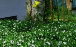 White Evergreen Periwinkle (Vinca Minor 'Alba') - 5 Pack Of Pint Pots -Flora Bloom Shop vinca minor alba white evergreen periwinkle 6